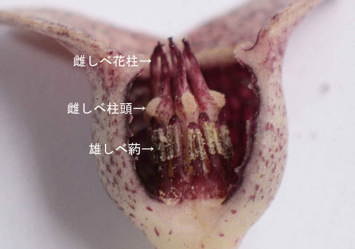 ヒメカンアオイの花を楽しんだ: 神戸の花と木