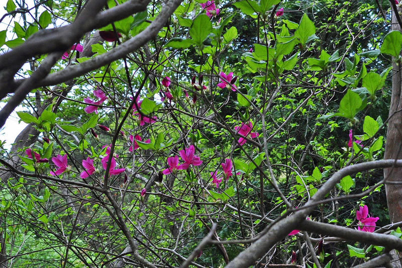 ユキグニミツバツツジ: 神戸の花と木