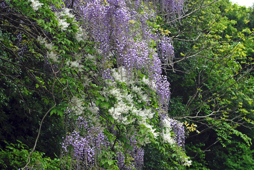 フジのつぼみの運動にびっくり！: 神戸の花と木